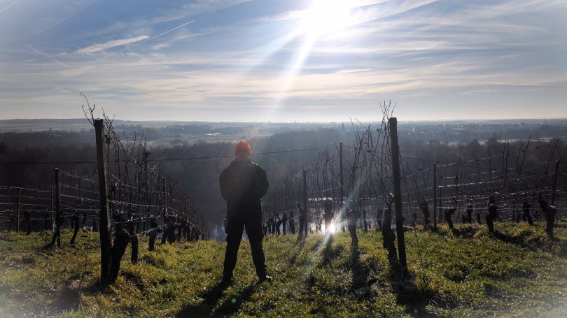 Rebschnitt im Januar